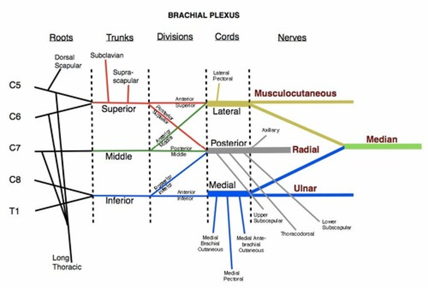 <p>medial cord</p>