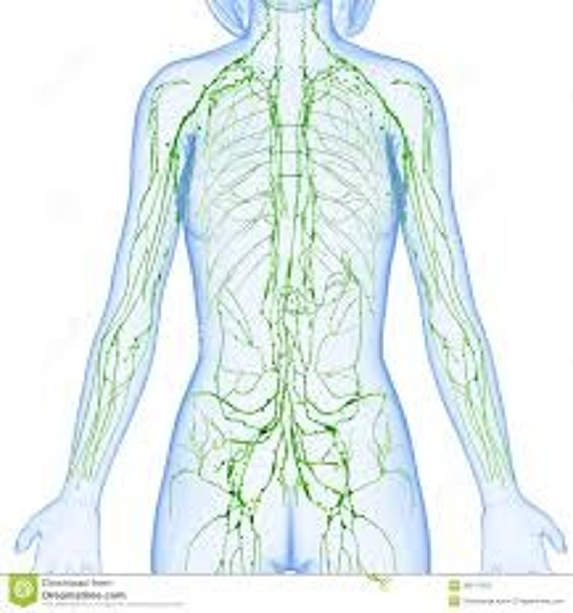 <p>the network of vessels through which lymph drains from the tissues into the blood.</p>