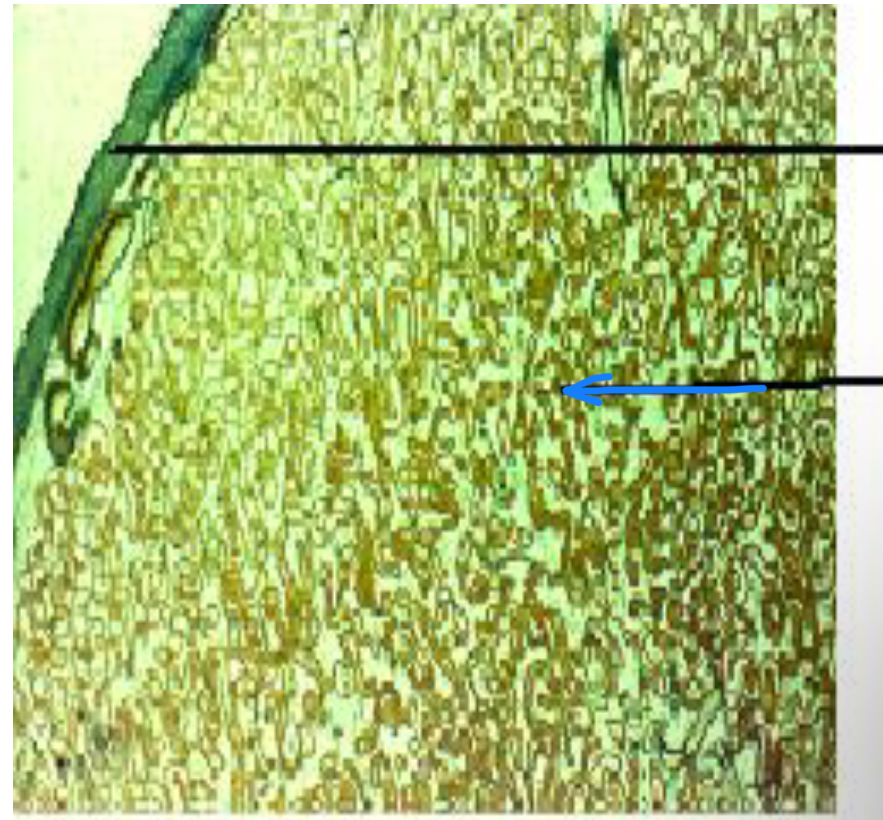 term image