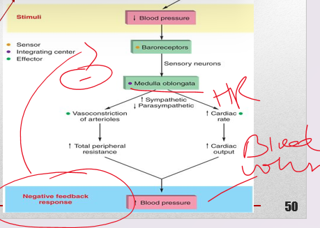 <p>baroreceptor</p>