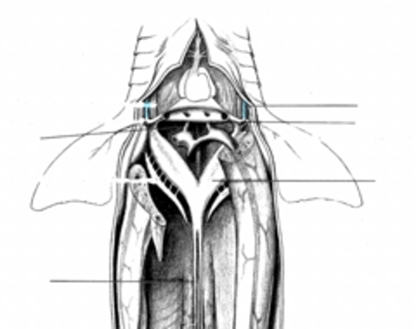 <p>where does the anterior cardinal vein feed into?</p>