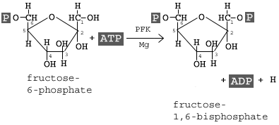 <p>Fructose 6-Phosphate + ATP » Fructose 1,6-biphosphate + ADP </p>