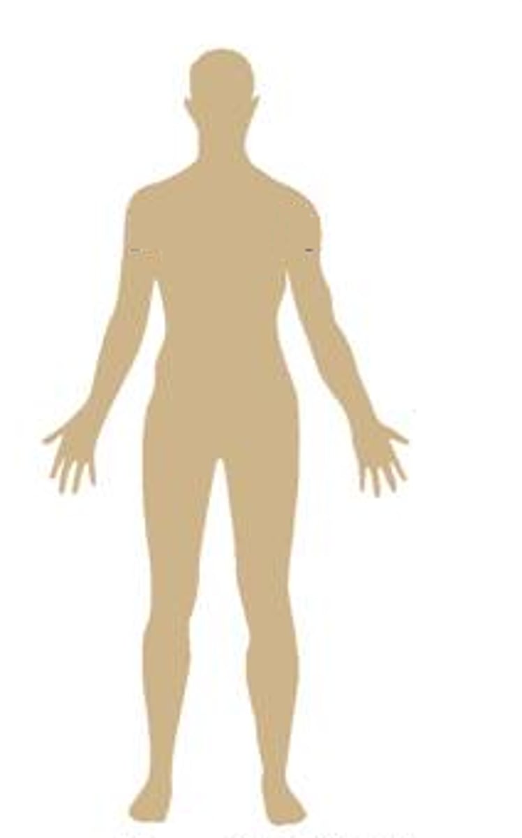 <p>A type of cell.</p><p>These are all cells in the body except the gamete cells (e.g. sperm, egg).</p><p>They have the full chromosome number in their nucleus, e.g.46 single chromosomes in humans.</p>