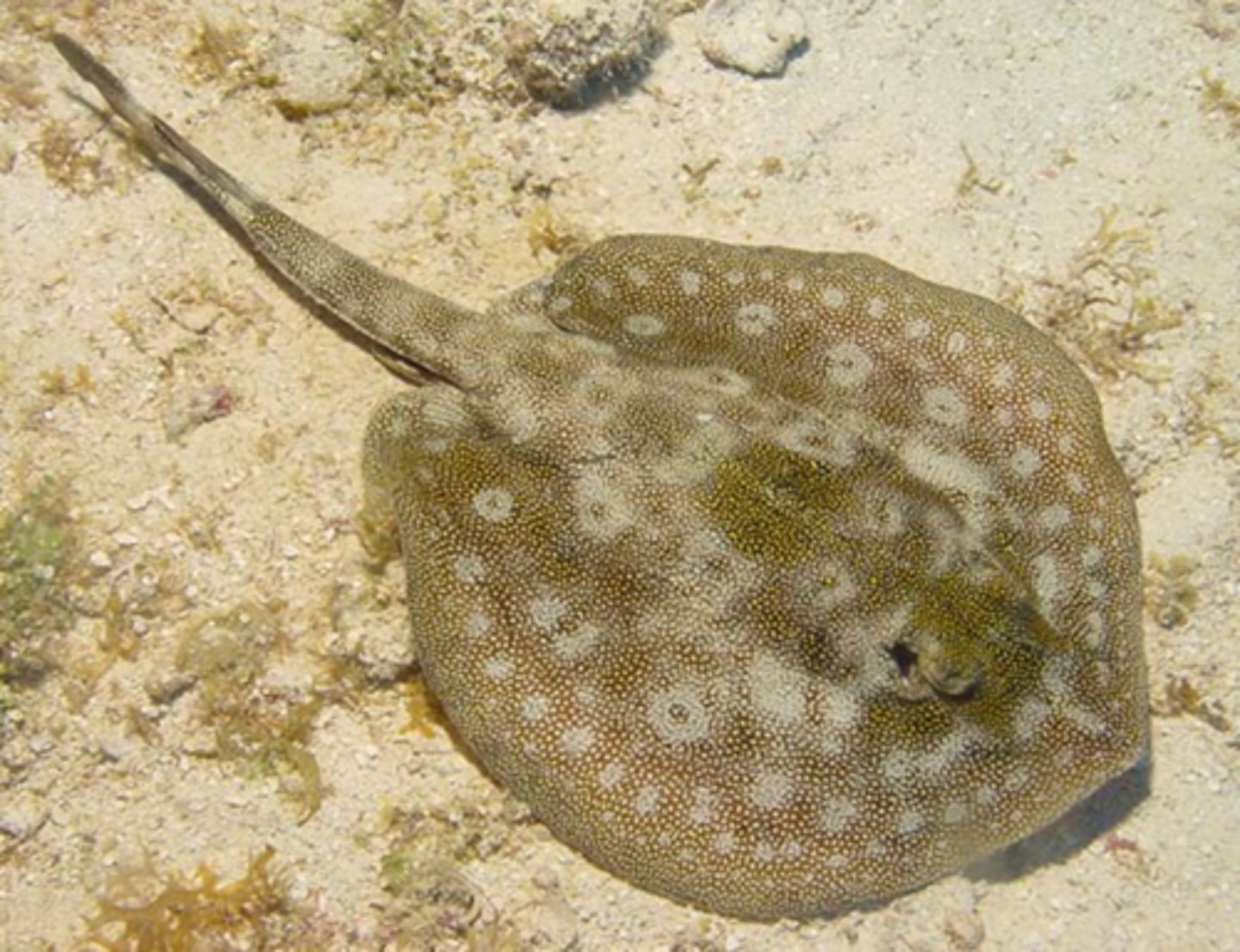 <p>Atlantic Stingray</p>