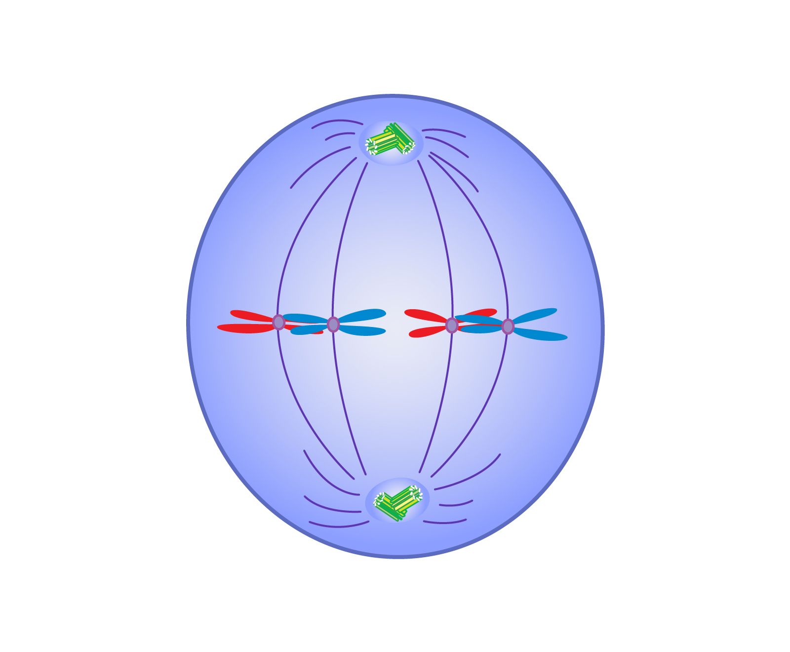 <p>What phase is this?</p>