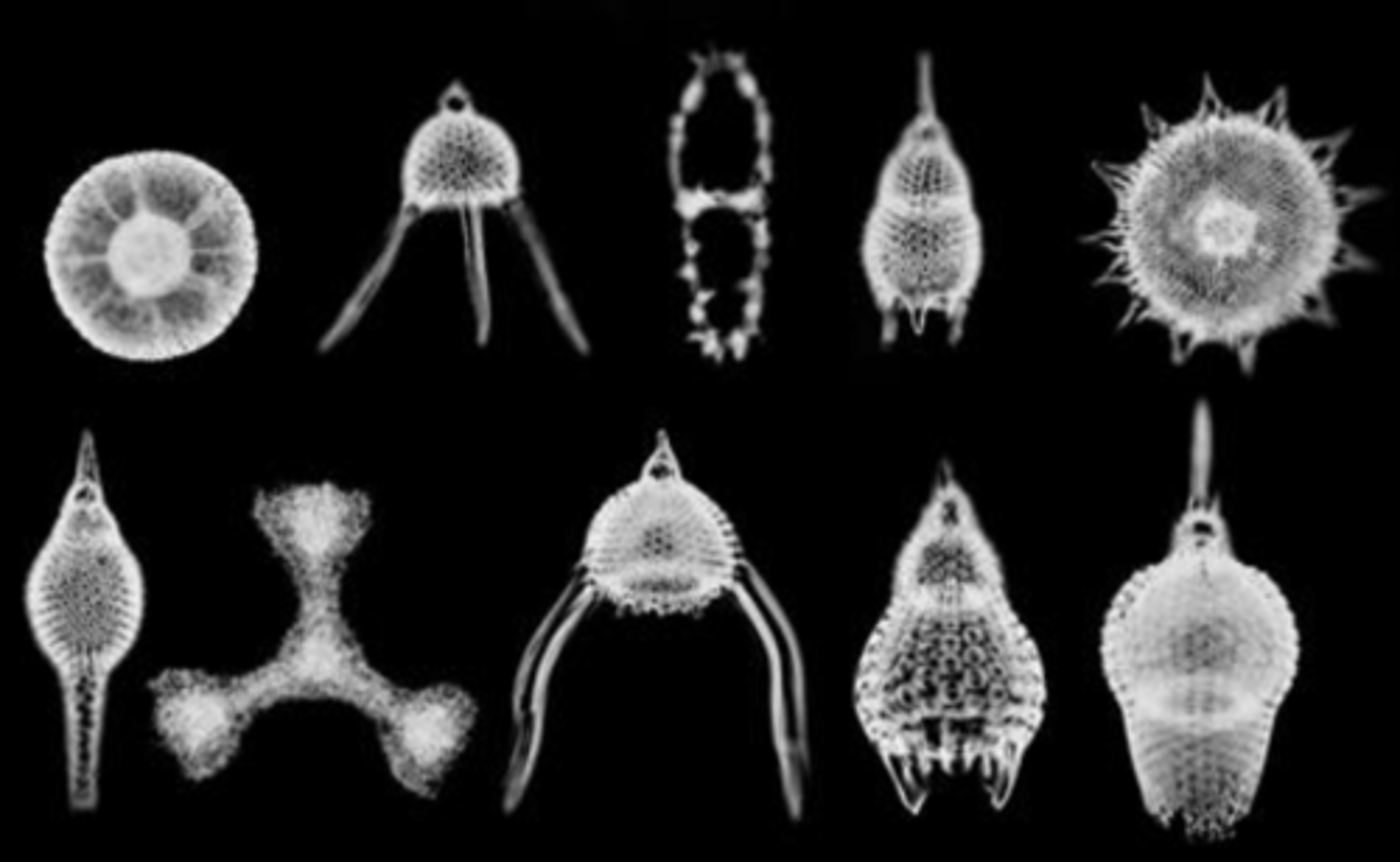 <p>Amoeba-like protists that fish with strands of cytoplasm -> not limited to surface waters, prefer warm waters</p>
