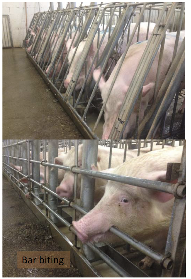 <p>Restricting sows to stalls…</p><ul><li><p>“Naturalness”:</p><ul><li><p>Restriction of oral and social behaviour (rooting, roaming, socializing; they are highly motivated to perform these behaviours).</p></li><li><p>Deprived of the ability to perform species-related patterns such as building nests, foraging, etc.</p></li></ul></li><li><p>Physical:</p><ul><li><p>Lack of exercise: risk of cardiovascular fitness and bone strength.</p></li><li><p>Mouth injuries from bar biting (short-term and long-term damage).</p></li><li><p>Gastric ulcers.</p></li></ul></li><li><p>Mental:</p><ul><li><p>Little control over the environment (inability to avoid wet, cold lying area, aggressive neighbours, insects).</p></li><li><p>Leads to frustration? distress?</p></li><li><p>Feeling pain/discomfort from mouth injuries, gastric ulcers?</p></li><li><p>Apathy.</p></li></ul></li></ul><p></p>