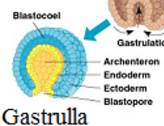 <p>Forms the pocket inside and gives rise to the digestive tract/intestinal system</p>