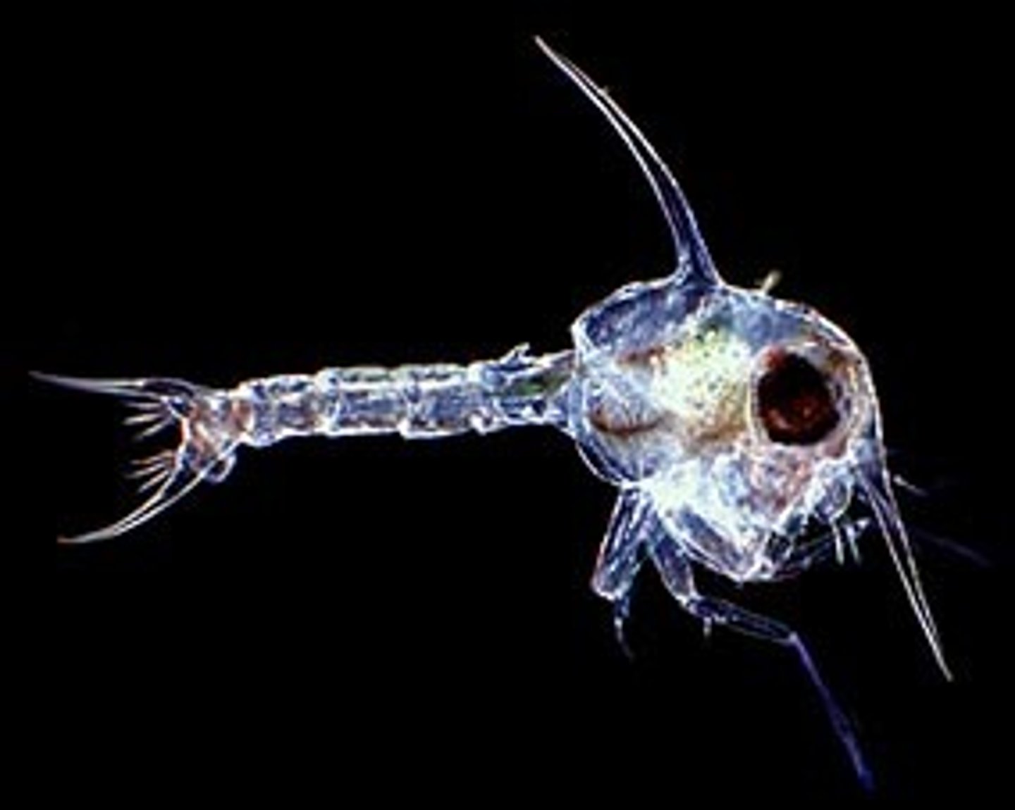 <p>first larval stage of crab, giant dorsal spine, big stalked eyes, and an abdomen, CUTE!</p>