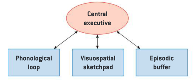 <p>Short-term memory has 4 parts:</p><ol><li><p>Visuospatial Sketchpad</p></li></ol><ol start="2"><li><p>Phonological Loop</p></li></ol><ol start="3"><li><p>Episodic Buffer</p></li></ol><ol start="4"><li><p>Central Executive -Controls attention</p><p></p></li></ol><p style="text-align: start">The separate parts work together to temporarily hold and process different types of info (visual, audio, memories).</p>