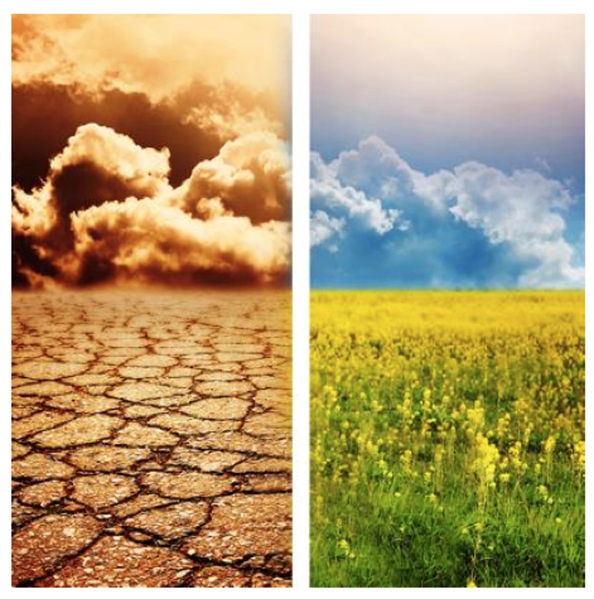 <p>Rising global temperatures, melting ice caps, sea-level rise, extreme weather events.</p>
