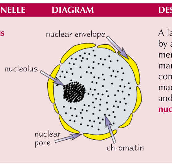 <p>Describe the function of the nucleus </p>