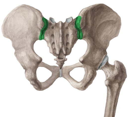 <p>What kind of <strong>Synovial Joint </strong>is the Sacroiliac Joint?</p>