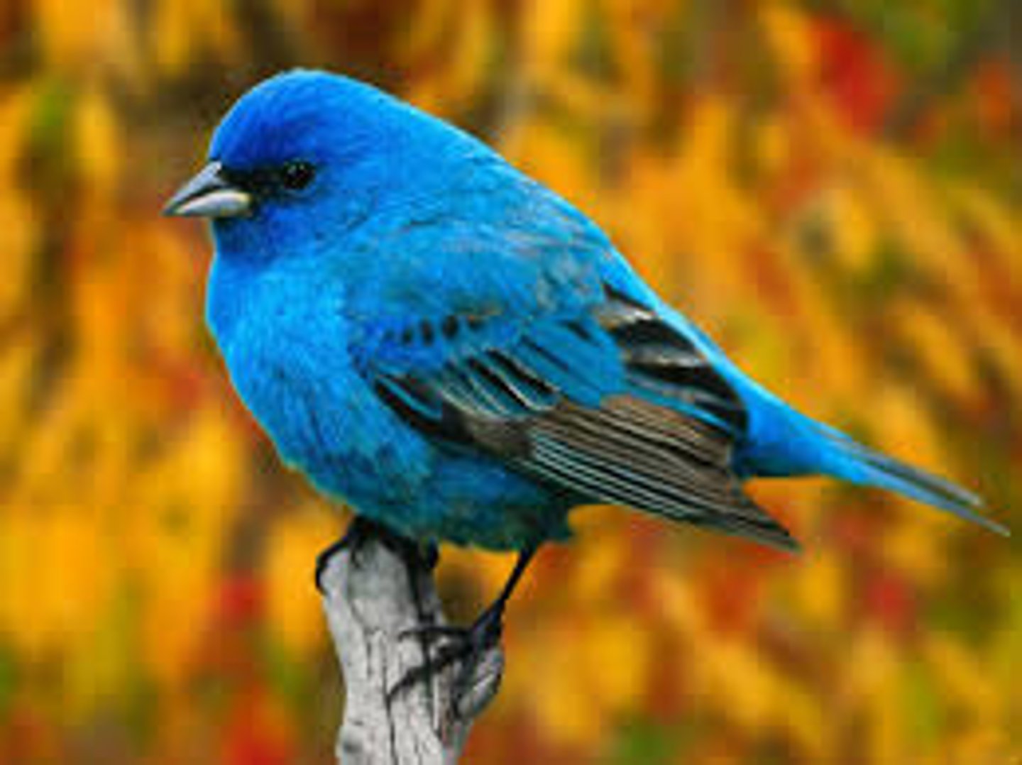 <p>I have a bird</p>