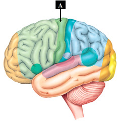 <p>an area at the rear of the frontal lobes that controls voluntary movements</p>