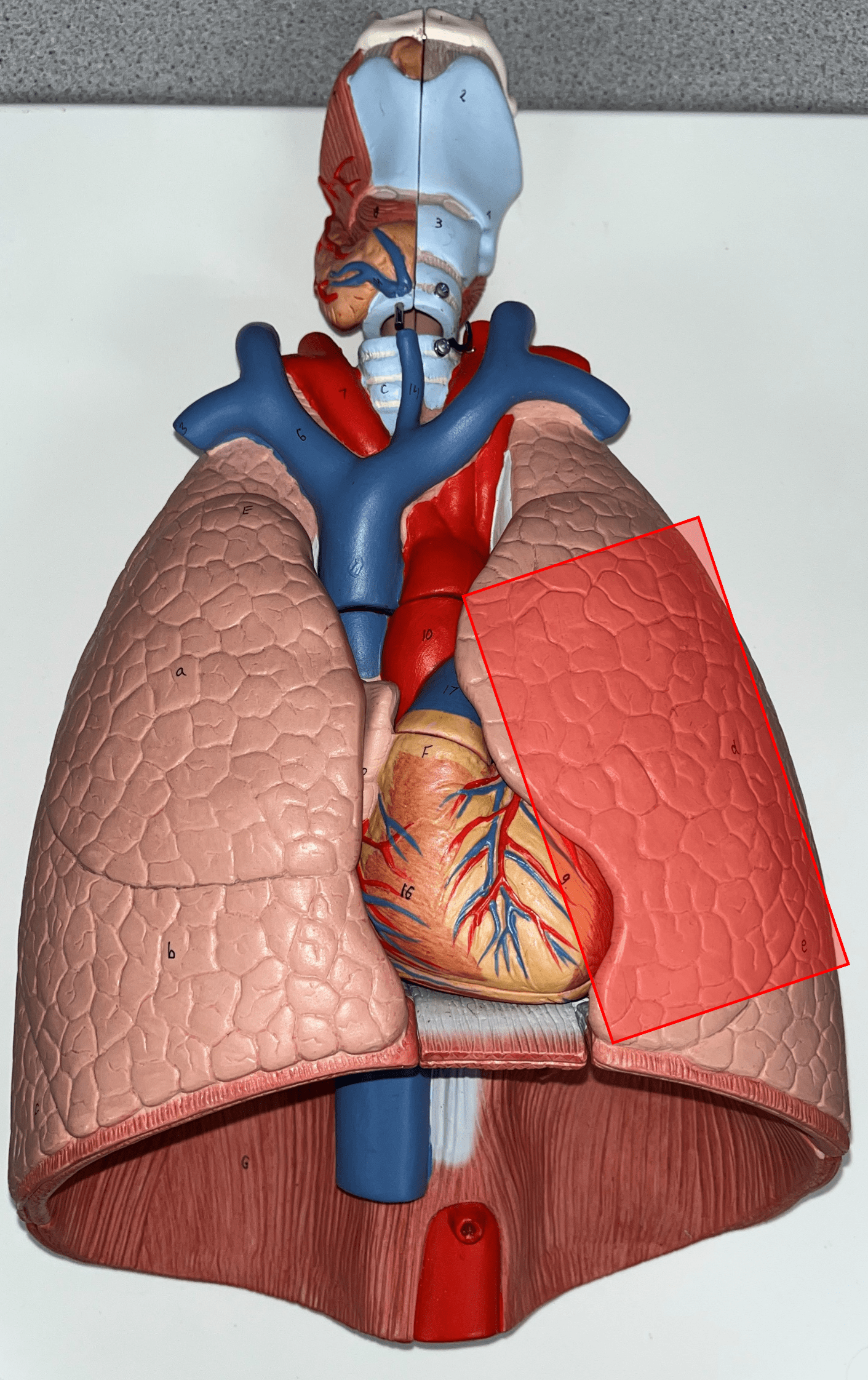 • The L. principal respiratory organ of the thoracic cavity.

• Divided into two lobes.