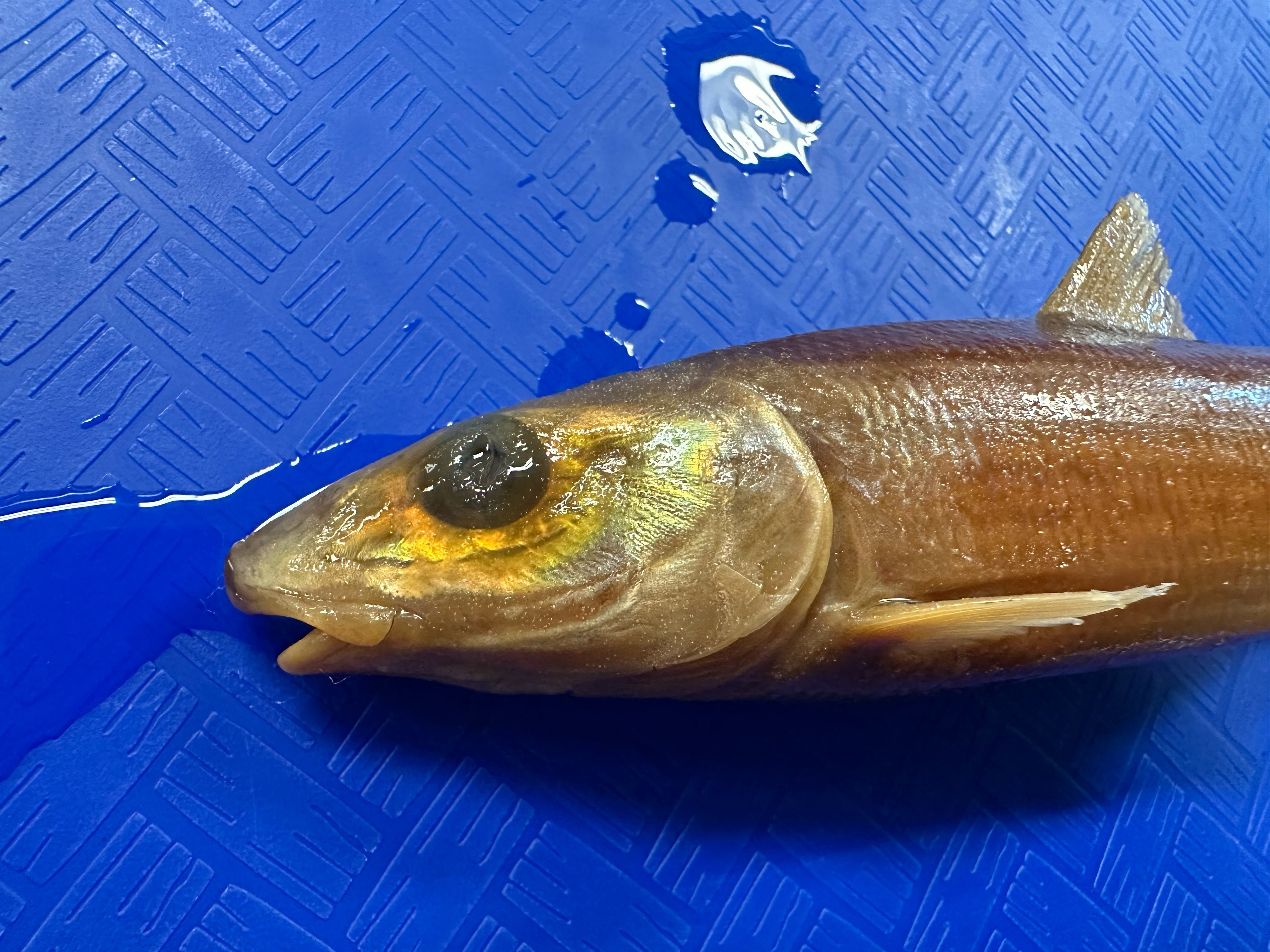 <p>Albulidae (bone fishes)</p>