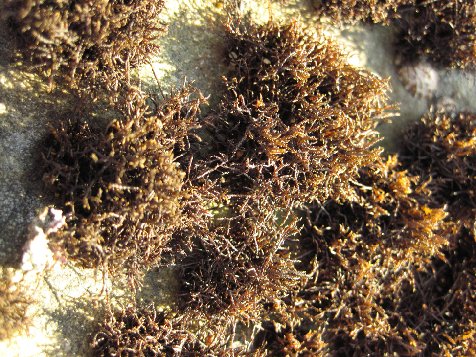 <p>Turfweed, Nailbrush (Rhodophyta)</p>