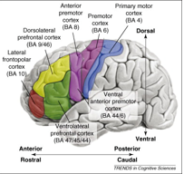 <ul><li><p>Lateral frontopolar cortex</p></li><li><p>dorsolateral prefrontal cortex</p></li><li><p>Anterior prefrontal cortex</p></li><li><p>premotor cortex</p></li><li><p>primary motor cortex</p></li></ul><p></p>