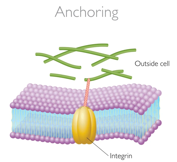 <ul><li><p>intermediate filaments made of sturdy proteins</p></li><li><p>anchored in the plasma membrane (membrane-bound)</p></li><li><p>found in animal cells</p></li></ul><p></p>