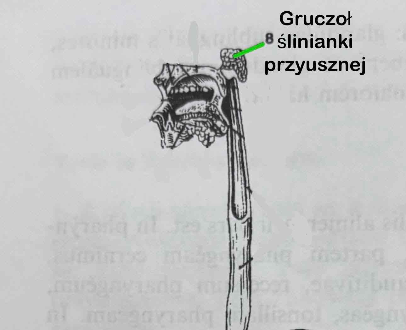 <p>Glandula parotis</p>
