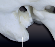 <p>a prominent projection for tendons/ muscles to attach to</p>