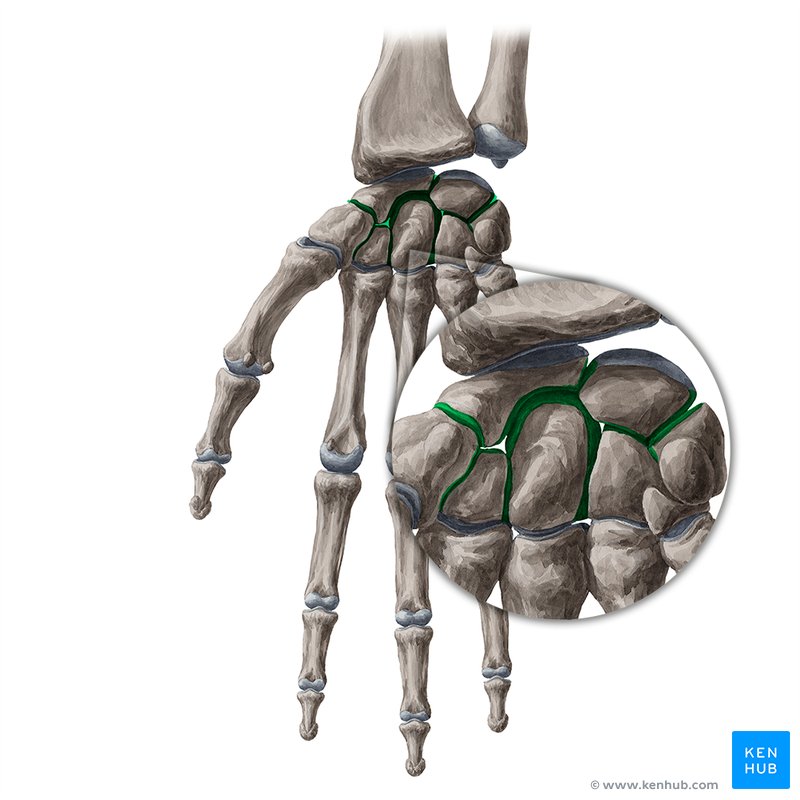<p>Hand joint 3</p>
