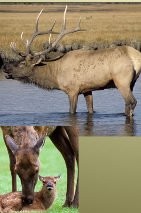 <p>elk/wapiti</p>