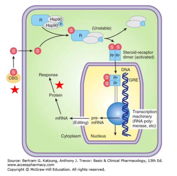 <p>activate or inactivate gene expression</p>