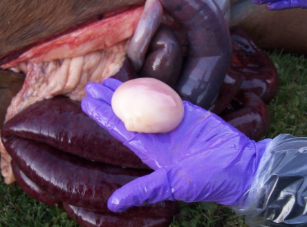 <p>-marked initial pain, may progress to depression/obtunded</p><p>-poor response to NSAIDs, pain recurs after sedation</p><p>-sweating/trembling</p><p>-systemic compromise (elevated HR, injected MM, prolonged CRT, shock)</p><p>-self-trauma</p><p>-reflux</p>