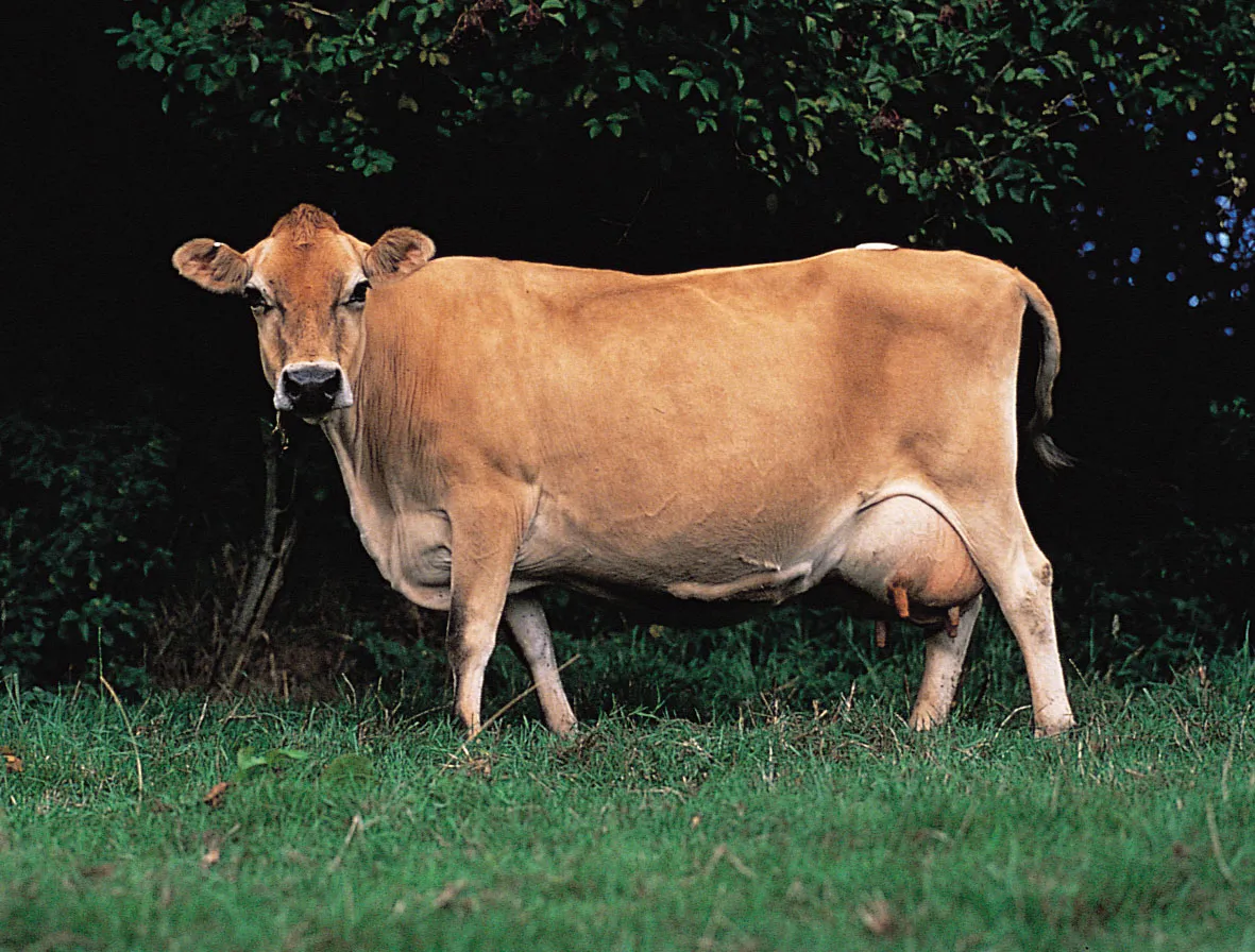 <ul><li><p>Originated on the island of “   “, off the coast of France</p></li><li><p>Small in stature compared to other dairy breeds</p></li><li><p>Produce more pounds of milk per body weight than any other breed</p></li><li><p>Popular for high butterfat content of milk</p></li><li><p>Horned and Polled</p></li><li><p>color varies from light grey to very dark fawn or almost black</p></li><li><p>Bulls = 1200-1800  Cows = 800-1100</p></li></ul><p></p>