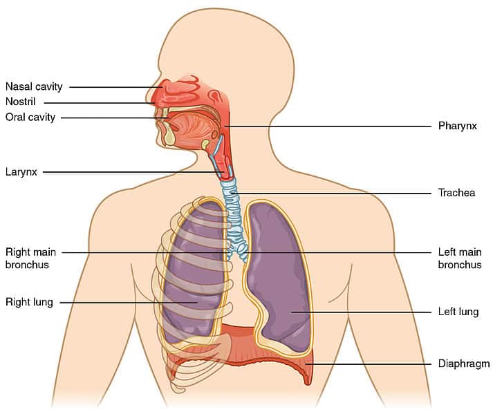 <p><span style="color: rgb(43, 49, 80)">Which of the following structures is part of the upper respiratory system?</span></p>