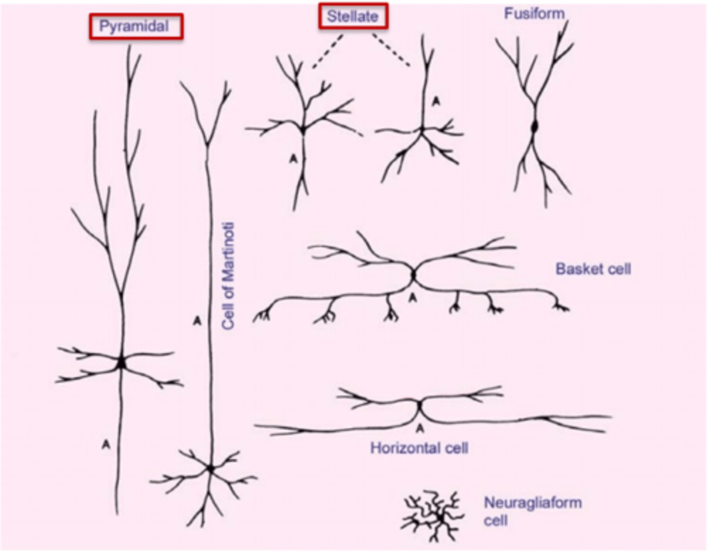 <p>1. pyramidal neurons</p><p>2. granular (stellate) neurons</p>
