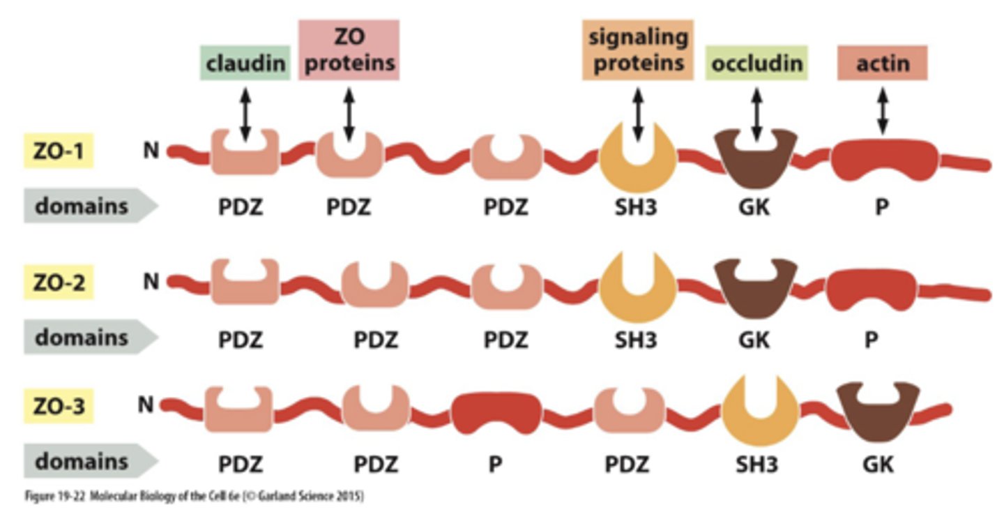 <p>ZO proteins (zonula occludens</p>