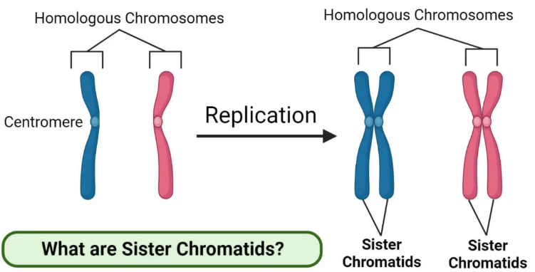 <p>two identical copies of a chromosome that are formed during DNA replication</p>