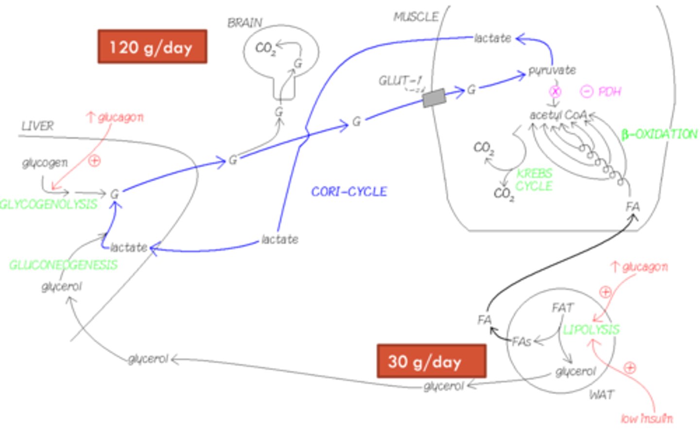 <p>- Brain is mainly relying on stores of glycogen, supplied by liver glycogen and gluconeogenesis. </p><p>- Lactate from muscles and red blood cells are recycled into glucose via the Cori cycle to help support this. </p>