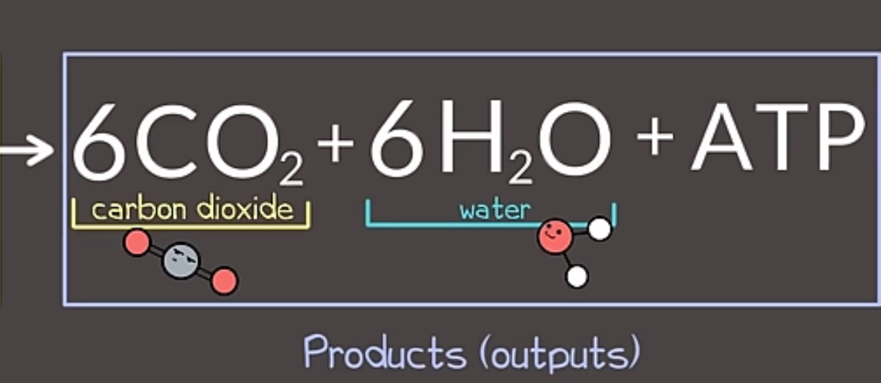 <p>Carbon Dioxide, Water, ATP</p>