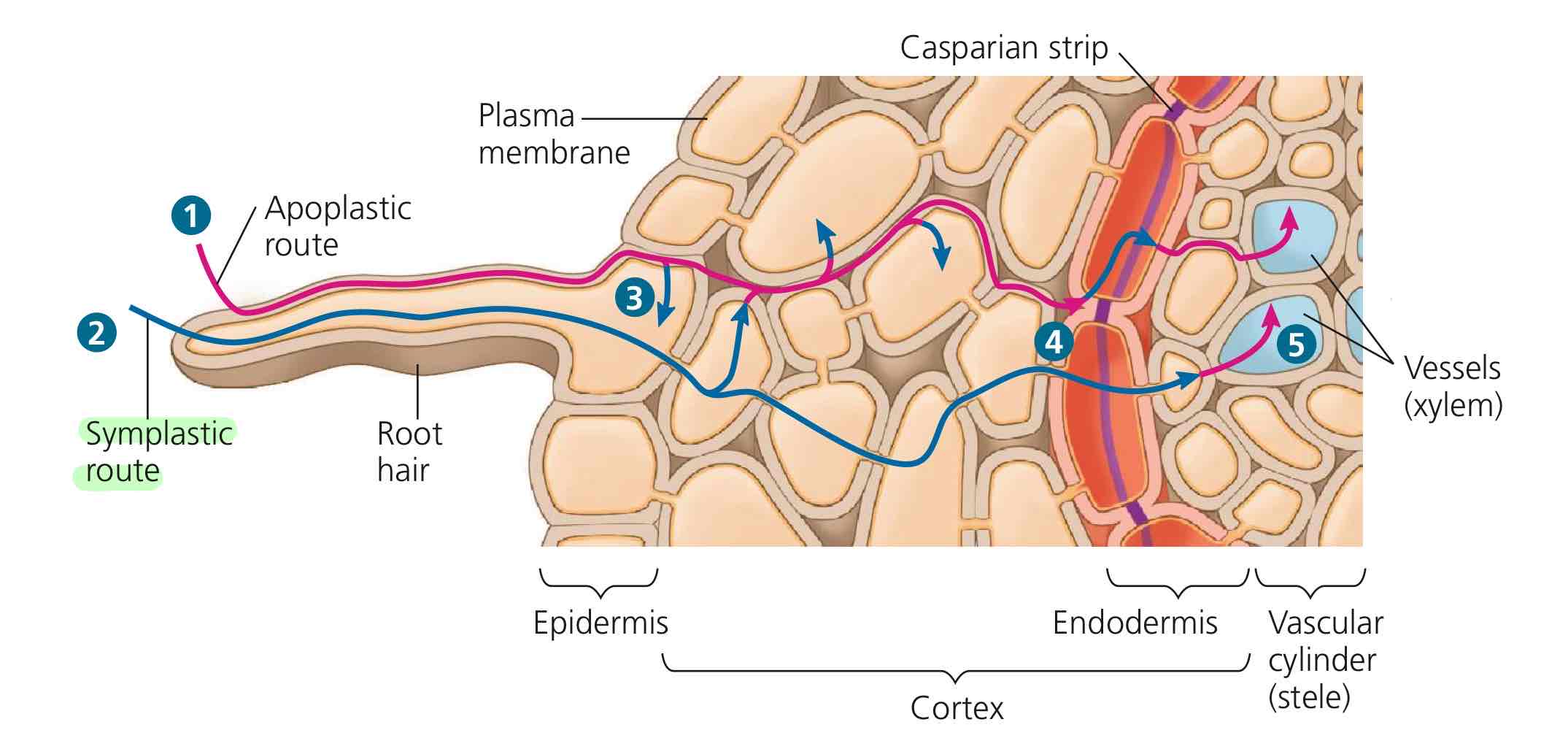 <ol><li><p>WAMs enter the root hair cell wall, passes through the root hair cell membrane, then passes through multiple cells through plasmodesmata.</p></li><li><p>WAMs arrive at the endodermis, where they can continue to go through the plasmodesmata of the endodermal cells and stele cells.</p></li><li><p>WAMs then switch to apoplastic route to get through stele cells walls to get to xylem cell wall, entering vascular tissue system from there.</p></li></ol>