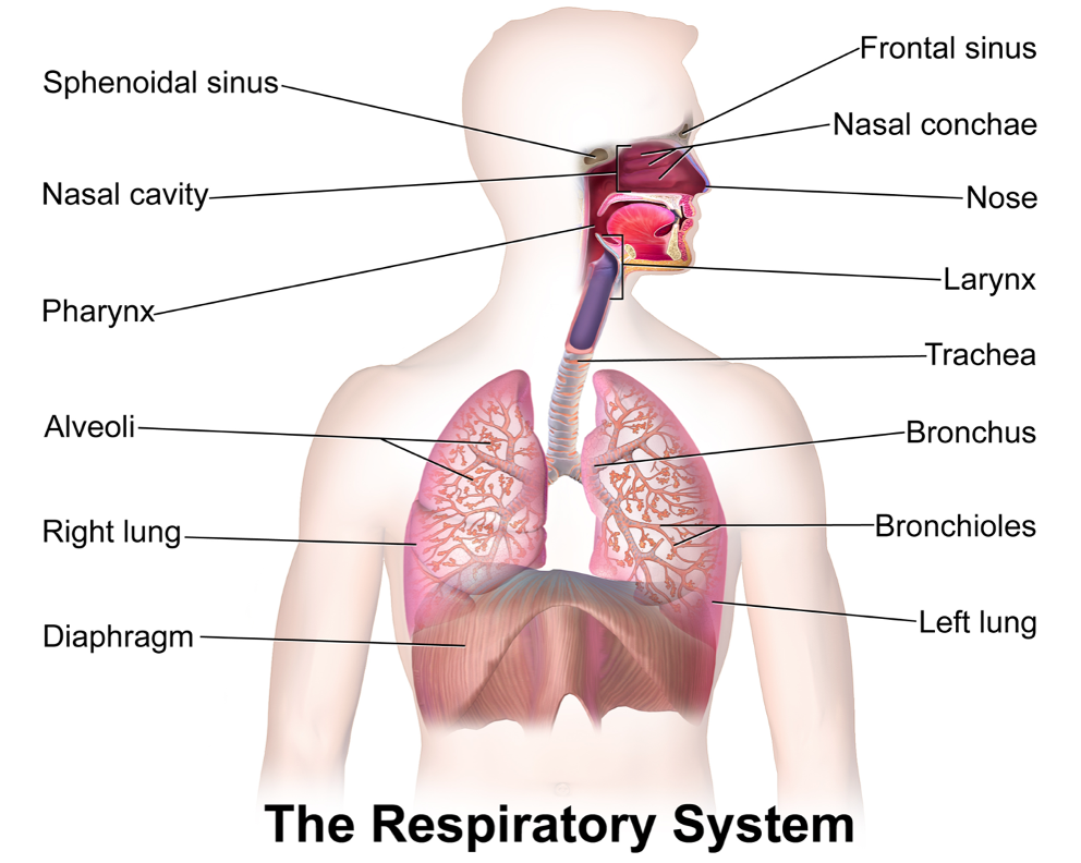 <p><strong><em>Lungs:</em></strong></p><p>Flexible membranes that expand and contract.</p><p>Right lung: 3 lobes | Left lung: 2 lobes.</p><p>Contain bronchi, bronchioles, and alveoli.</p><p><strong><em>Pleura:</em></strong></p><p>Tissue layer that envelops lungs.</p><p>Flexible, allows expansion/contraction.</p><p>Each pleura has two layers separated by lubricating fluid.</p>