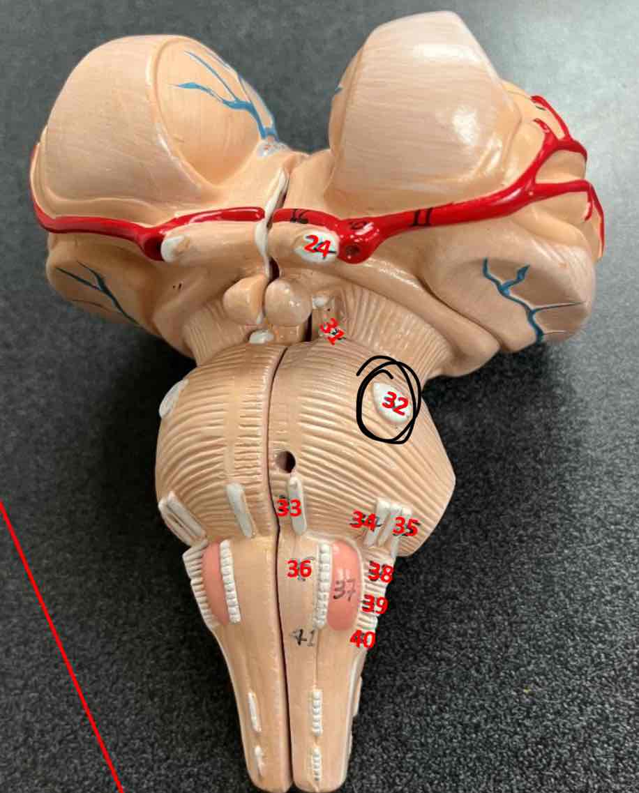 <p><strong><span>Trigeminal (V)</span></strong></p>