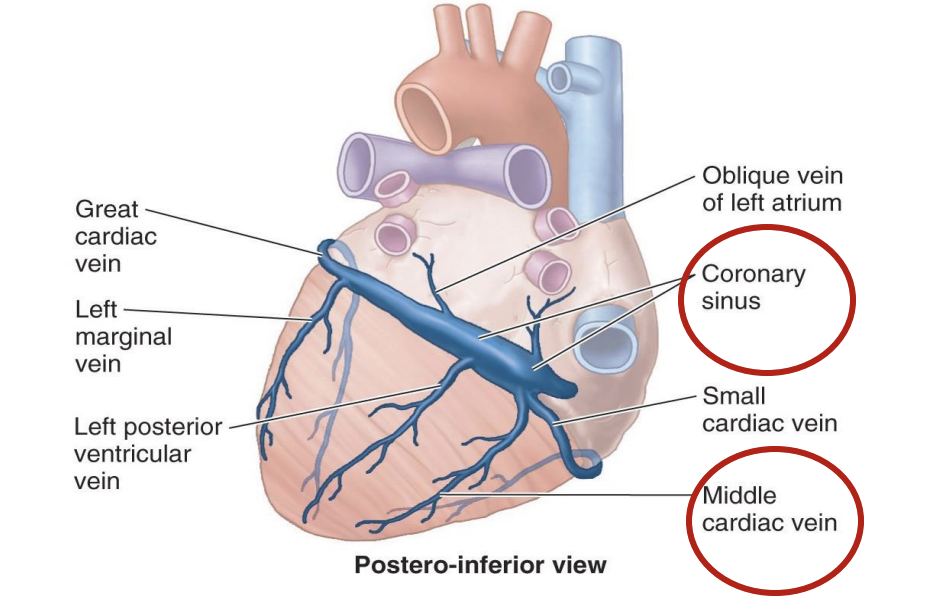 <p>coronary sinus</p><p>branches from the great, middle, and small cardiac veins</p>