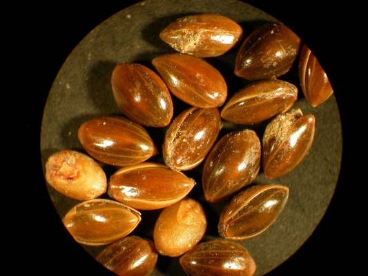 Panicum miliaceum
