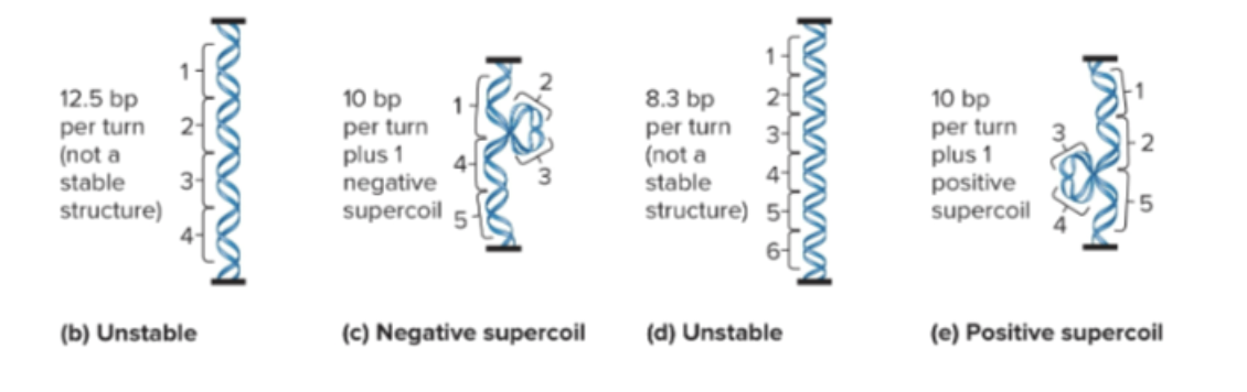<ul><li><p>Supercoiling (formation of additional coils due to twisting forces)</p><ul><li><p>Negative supercoil: to the right (loosening, increases transcription)</p></li><li><p>Positive supercoil: to the left (tightening, decreases transcription)</p></li></ul></li></ul><p></p>