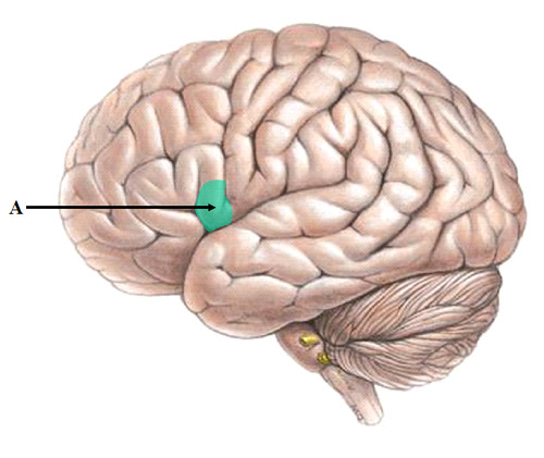 <p>left frontal lobe -- impairs speaking</p><p>specialized strip of neurons used for speech production</p>