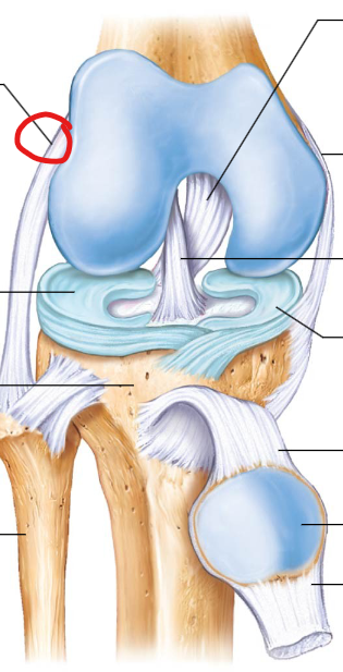 <p>Located on the outer side of the knee, connecting the femur to the fibula. It provides stability to the outer side of the knee.</p>
