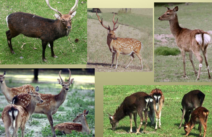 <p>sika deer</p>
