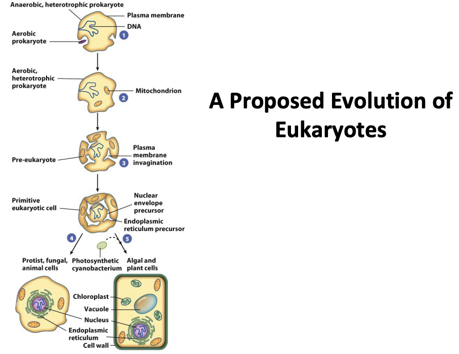 <p>Prokaryotes</p><p>– Evolved first</p><p>– Simpler cells, but simpler does not mean inferior: They grow in a vast number of environments (including extremes that we could not survive). There’re a lot more of them than there are of us!</p><p></p><p>Eukaryotes</p><p>– Evolved from prokaryotes, perhaps via processes involving internalization and symbiosis*. Today, mitochondria and chloroplasts can’t live outside cell.</p><p>– More complex cells need more genes, so the nucleus may have evolved to keep track of the increasingly large genome, or as a splicing compartment.</p>