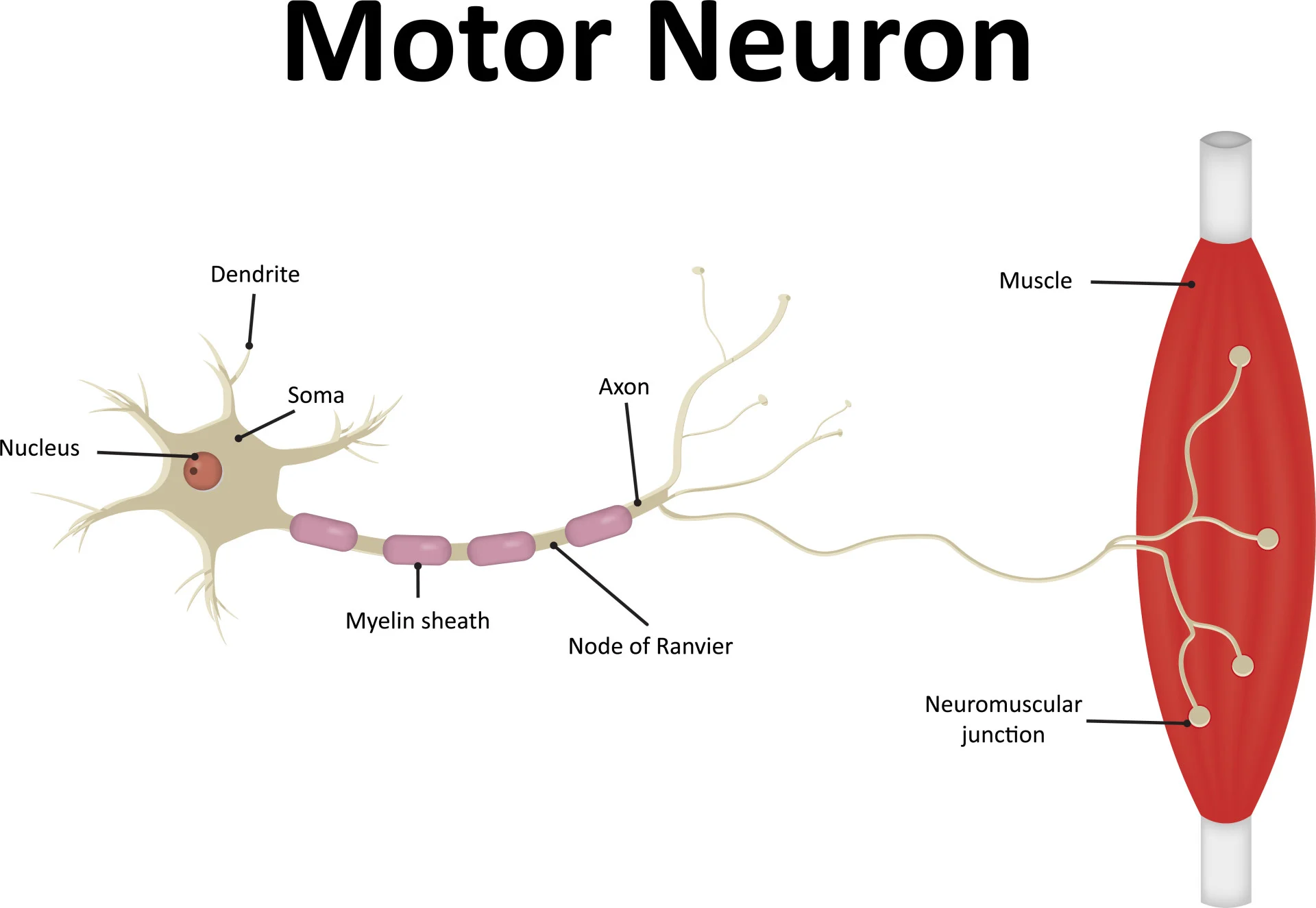 <p>What is a motor neuron?</p>