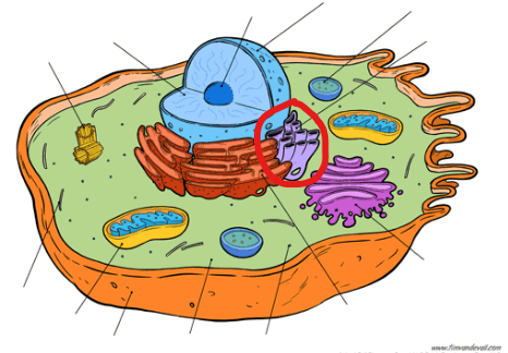 <p>may have attached ribosomes; synthesizes lipids, phospholipids, and proteins</p>