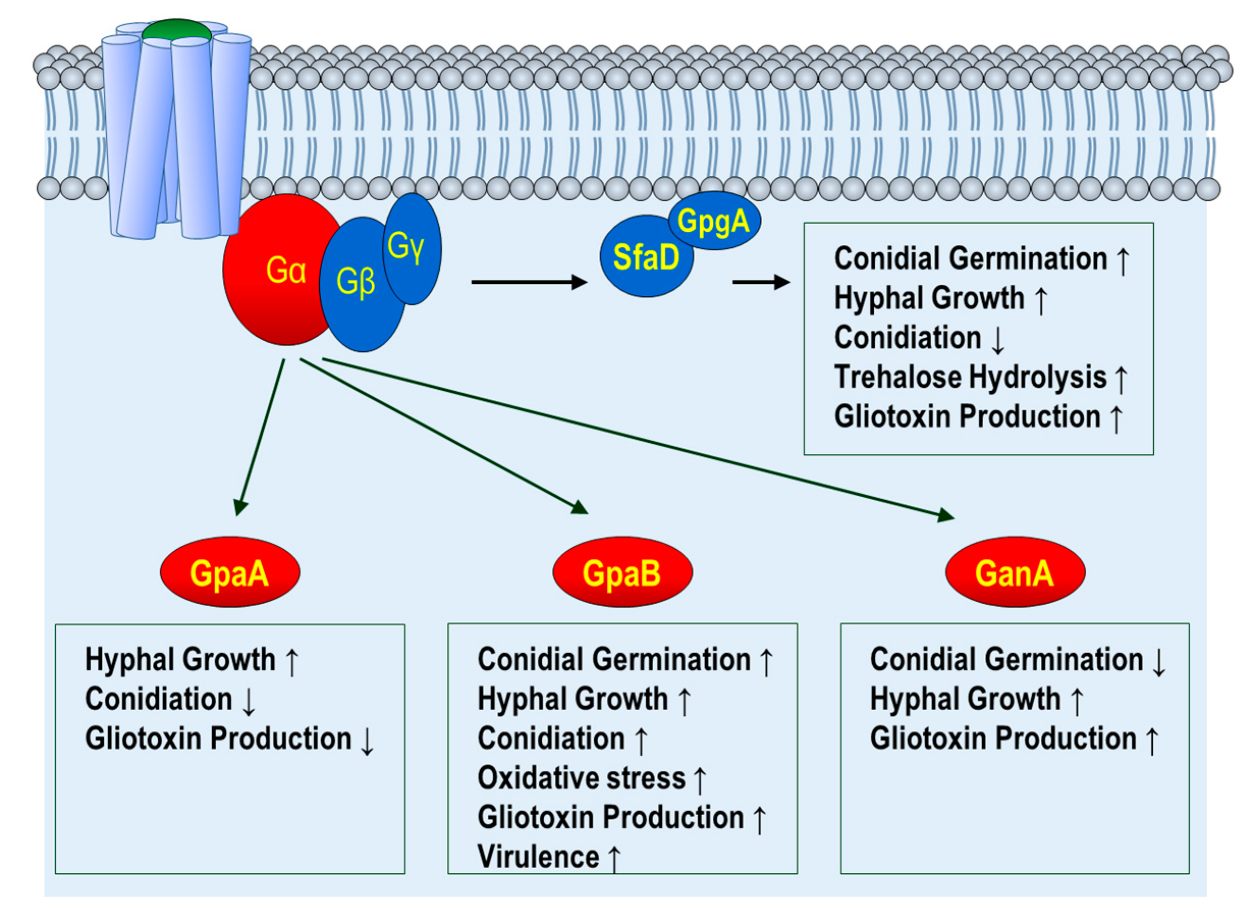 <p>G proteins that associate with GPCR’s These hydrolyze GTP into GDP when they are turned on. These are turned on when a conformational change occurs in G Protein Coupled Receptors.</p><p>These have 3 substructures. Alpha, beta, and gamma. Alpha and Gamma units are lipid bound whereas beta is enclosed by the two.</p><p>When GPCR’s bind to a ligand they undergo a conformational change. The alpha unit of these proteins then let go of GDP and bind to GTP and become active. The beta and gamma units make a beta gamma dimer.</p><p>Alpha unit then finds a protein to regulate the function of. Most of the time it is the alpha unit which does this but it can also be the beta and gamma dimer created.</p><p>The targeted protein then relays the signal.</p><p>This process ends when the ligand on the GPCR is unbounded, and a new ____ ____ ____ that is inactive, and has a GDP molecule, binds to the GPCR. The cycle then restarts.</p>